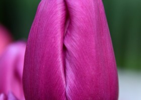 Tulipa Purple Sunset (3)